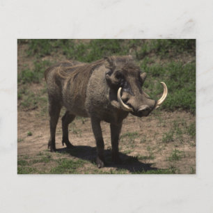 Phantastisch Warthog Postkarte