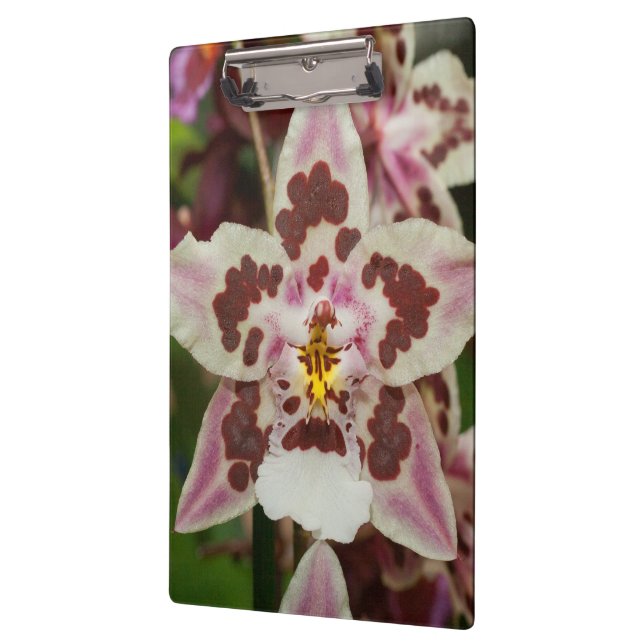 Phantastische mehrfarbige Phalaenopsis Orchid Klemmbrett (Links)