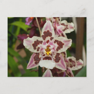 Phantastische mehrfarbige Phalaenopsis Orchid Postkarte