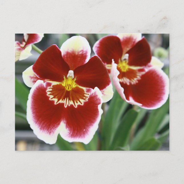 Phantastische Miltonia orchid Postkarte (Vorderseite)