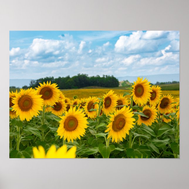Phantastische Sonnenblumen Poster (Vorne)