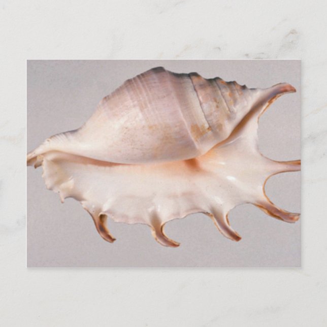 Phantastische Spinnenkange Postkarte (Vorderseite)