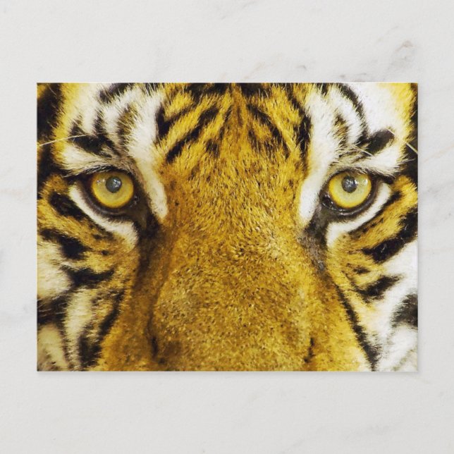 Phantastische Tiger Eyes Wildlife Painting Postkarte (Vorderseite)