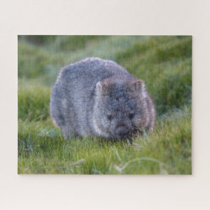 Phantastische Wombat im Grass Australien, 520 Stüc Puzzle