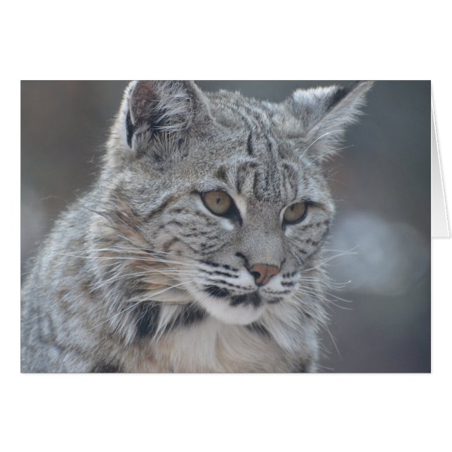Phantastischer Bobcat (Vorderseite (Horizontal))