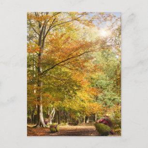 Phantastischer Herbstwald bei Morgengrauen mit mas Postkarte