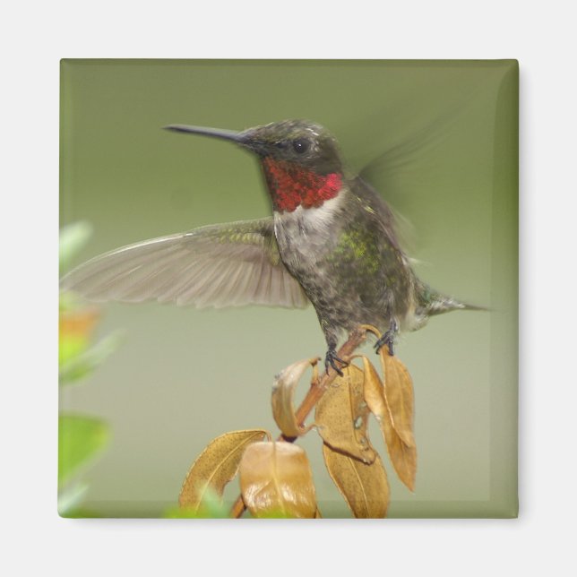 Phantastischer Hummingvogel Magnet (Vorne)