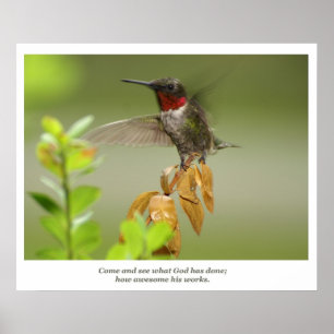 Phantastischer Hummingvogel Poster