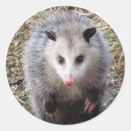 Phantastischer Possum Klassischer Rundaufkleber Runder Aufkleber