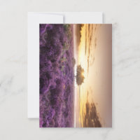Phantastischer Sonnenaufgang Single und lila Heide