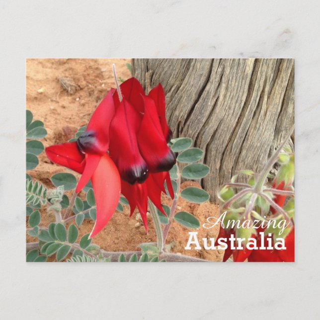 Phantastisches Australien Postkarte (Vorderseite)