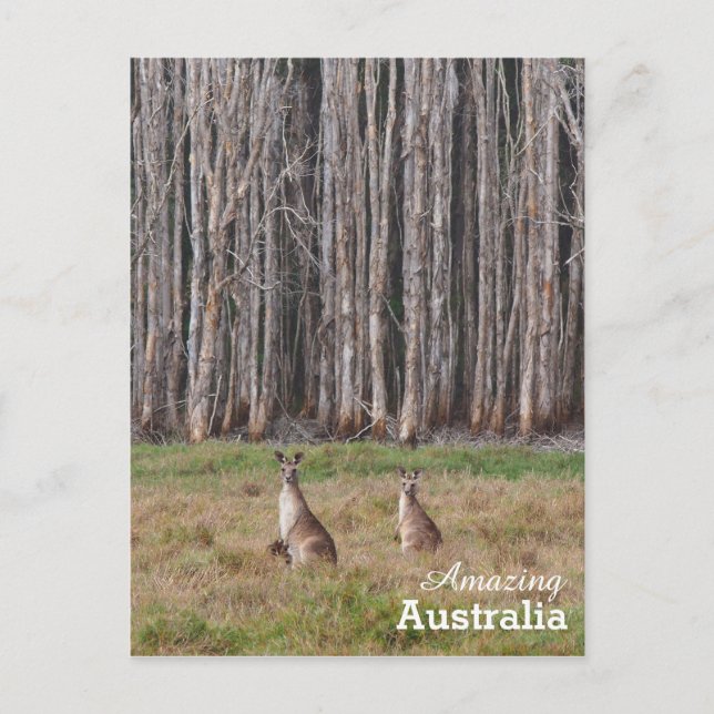 Phantastisches Australien Postkarte (Vorderseite)