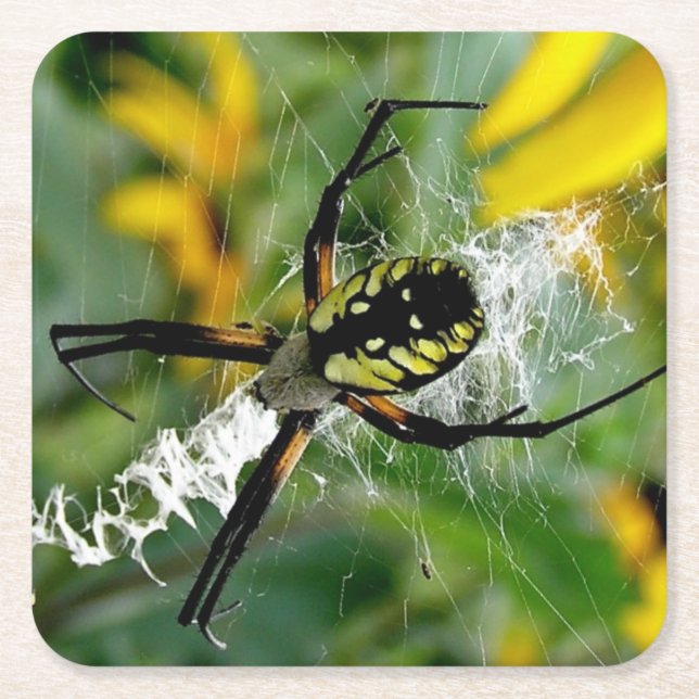 Phantastisches Foto Orb Spider im Web Rechteckiger Pappuntersetzer (Vorderseite)
