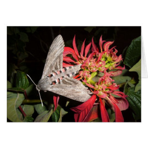 Phantastisches Moth Picture in Sambia