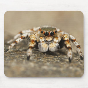 Phantastisches Nah-Up einer Tarantula-Spinne Mousepad