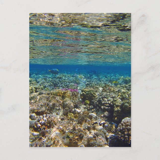 phantastisches Rotes Meer Postkarte (Vorderseite)