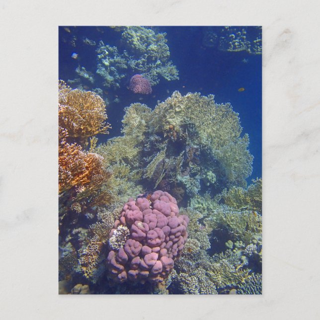 phantastisches Rotes Meer Postkarte (Vorderseite)