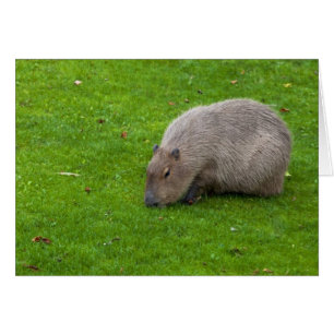 Phantastisches Tier Capybara