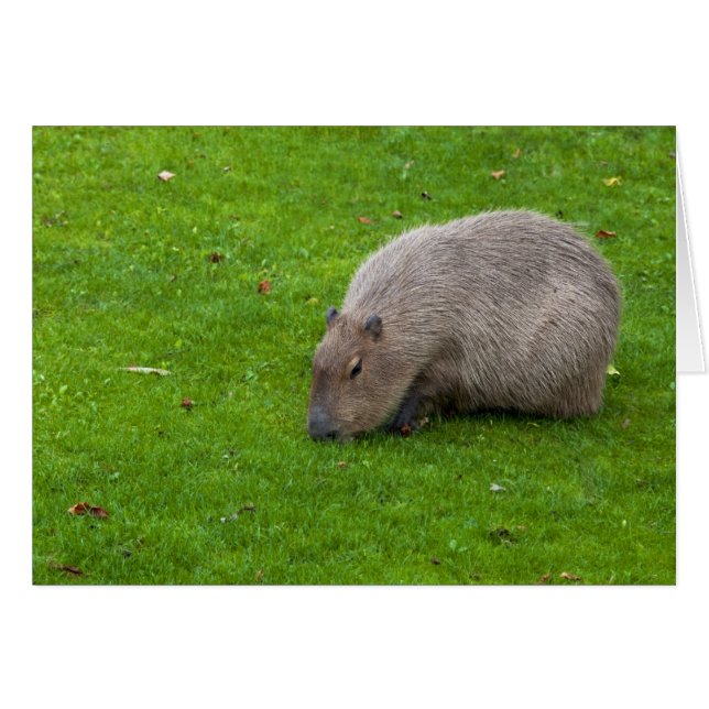 Phantastisches Tier Capybara (Vorderseite (Horizontal))
