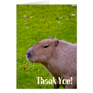 Phantastisches Tier Capybara