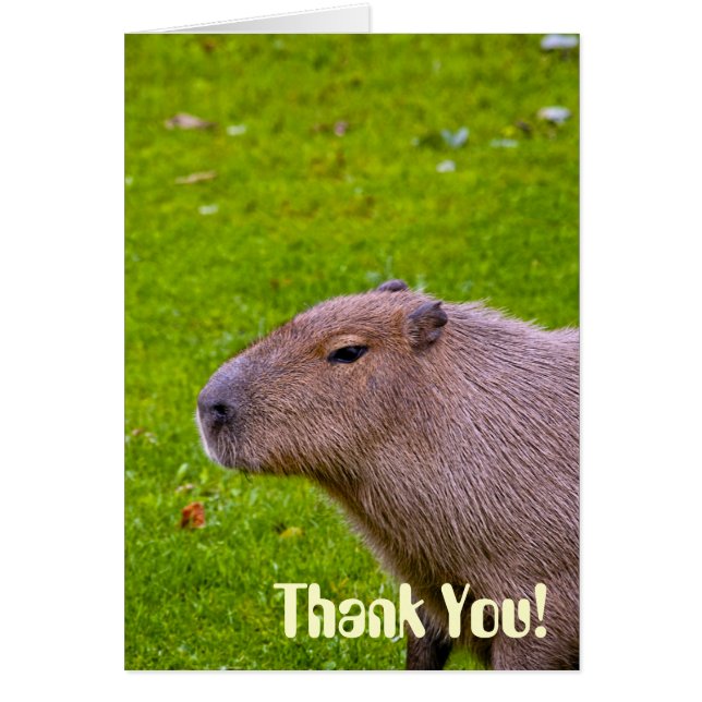 Phantastisches Tier Capybara (Vorne)