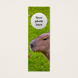 Phantastisches Tier Capybara
