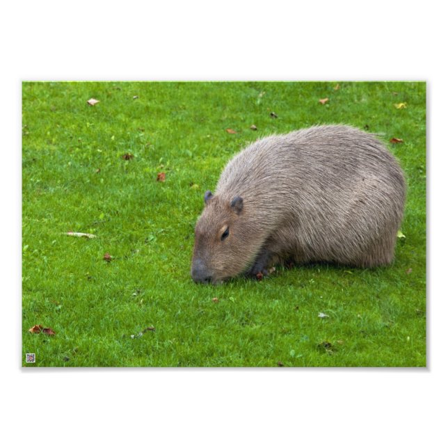 Phantastisches Tier Capybara Fotodruck (Vorne)