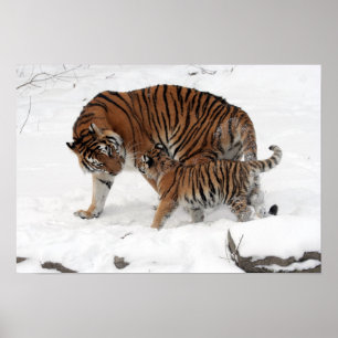 Phantastisches Tiger mit ihrem Cub im Schnee Poster