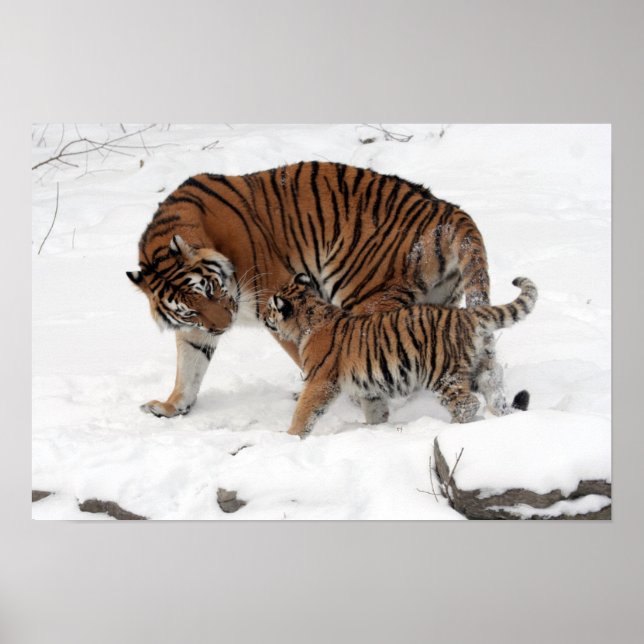 Phantastisches Tiger mit ihrem Cub im Schnee Poster (Vorne)