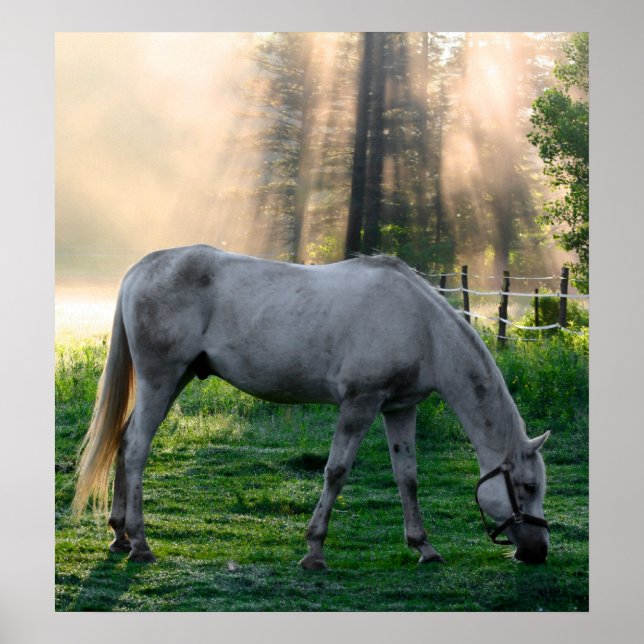 Phantastisches Weizen Poster (Vorne)