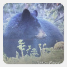 Phantom Der schwarze Bär