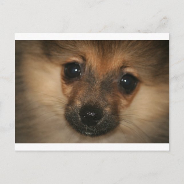 Phantom Dog Postkarte (Vorderseite)