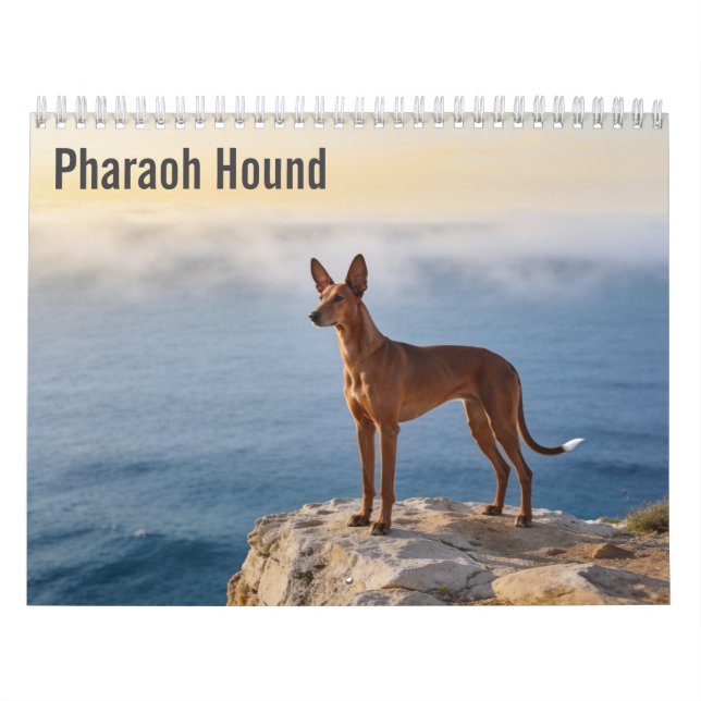 Pharaoh Hound 2027 Wandkalender (Titelbild)