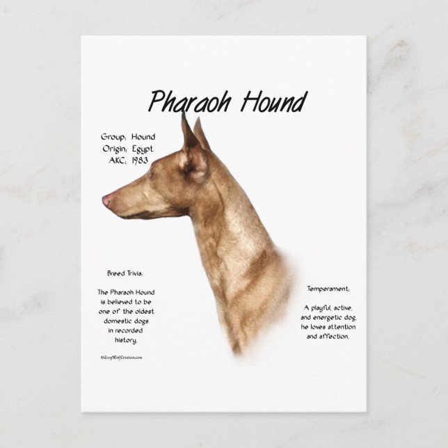 Pharaoh Hound History Design Postkarte (Vorderseite)