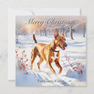 Pharaoh Hound Hund im Winter Schnee Weihnachten