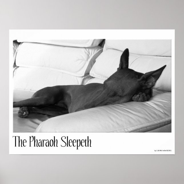 Pharaoh Hound | Pharoah Sleepeth Poster (Vorne)