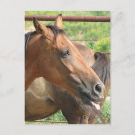 Phbttttttttt!!!! Postkarte