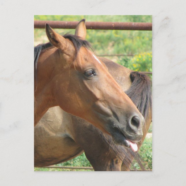 Phbttttttttt!!!! Postkarte (Vorderseite)