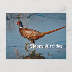 Pheasant Blue Water Foto Geburtstag Postkarte