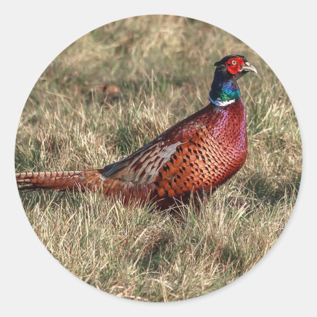 Pheasant-Foto Runder Aufkleber (Vorderseite)