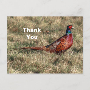 Pheasant Foto Vielen Dank Postkarte