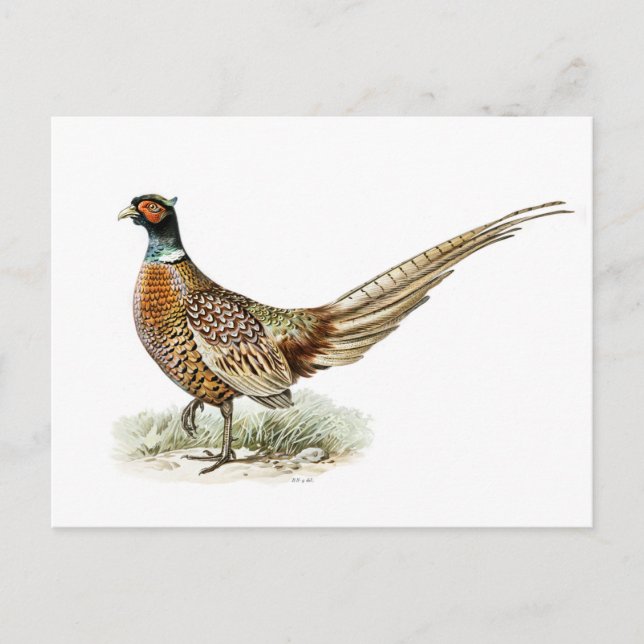 Pheasant mit Ringhalsnähte von den Brüdern von Wri Postkarte (Vorderseite)