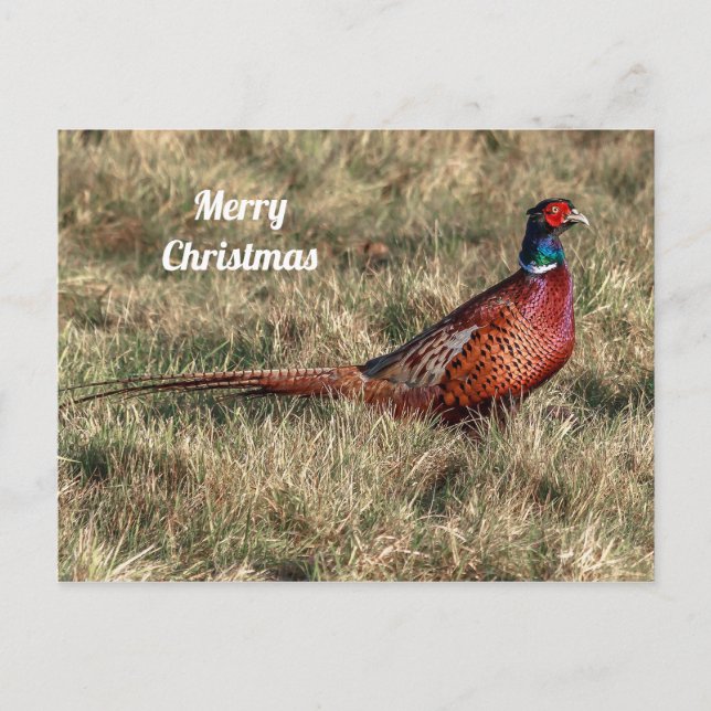 Pheasant Photo Christmas Postkarte (Vorderseite)