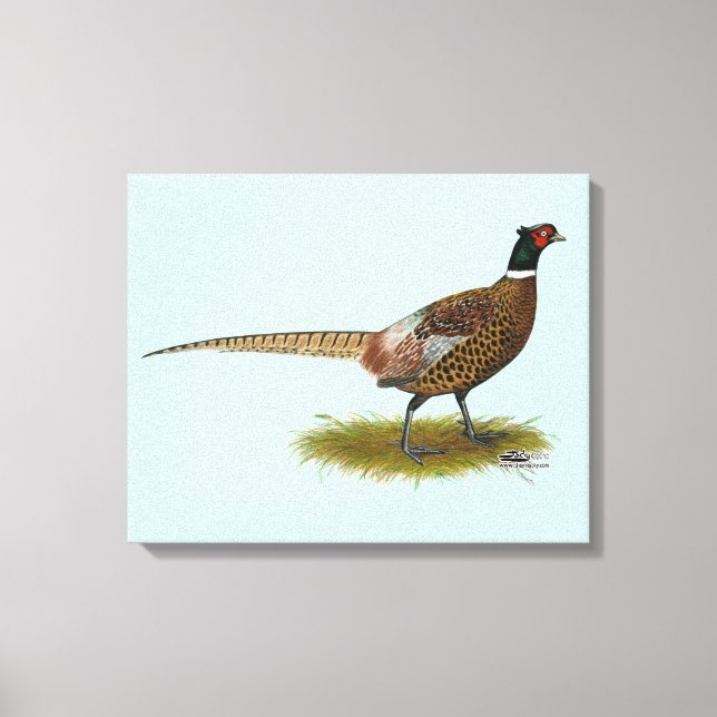 Pheasant Rooster Leinwanddruck (Vorderseite)