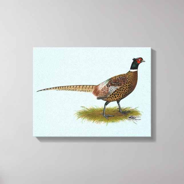 Pheasant Rooster Leinwanddruck (Vorderseite)
