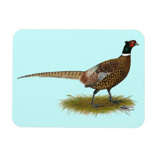 Pheasant Rooster Magnet