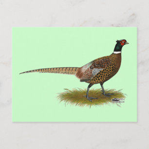Pheasant Rooster Postkarte