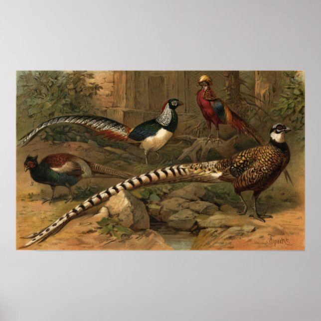 Pheasants Canvas Print Poster (Vorne)
