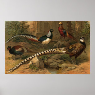 Pheasants Poster