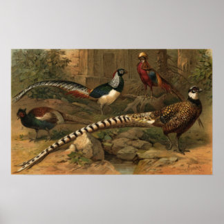 Pheasants Poster